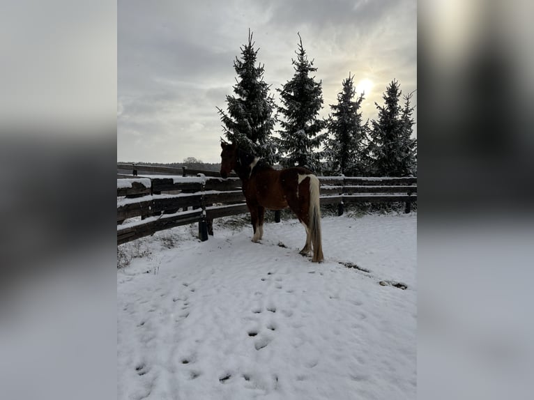 American Paint Horse Mix Castrone 20 Anni 164 cm Pezzato in Leibertingen