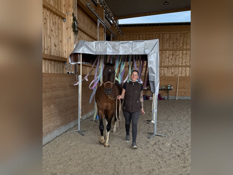 American Paint Horse Castrone 21 Anni 158 cm Pezzato in Schwaigern