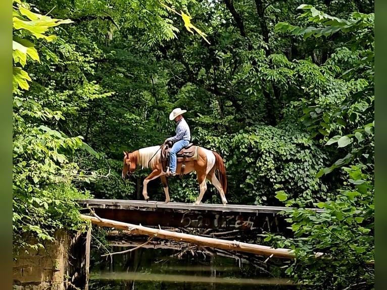 American Paint Horse Castrone 2 Anni 142 cm Pezzato in Henderson