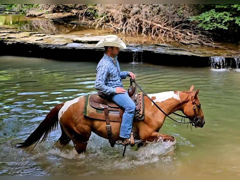 American Paint Horse Castrone 2 Anni 142 cm Pezzato in Henderson