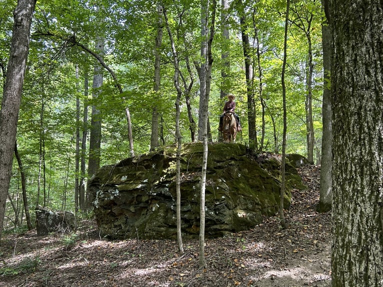 American Paint Horse Castrone 2 Anni 142 cm Pezzato in Henderson