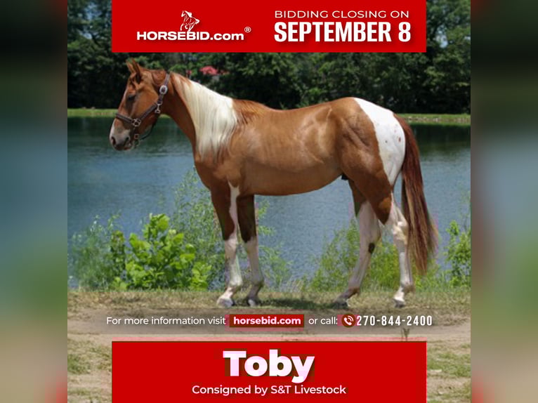 American Paint Horse Castrone 2 Anni 142 cm Pezzato in Henderson