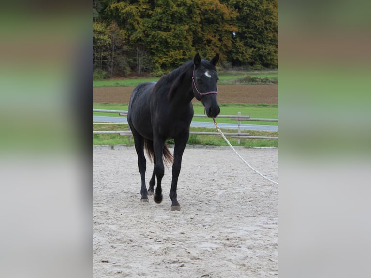 American Paint Horse Castrone 2 Anni 145 cm Morello in Kirchensittenbach