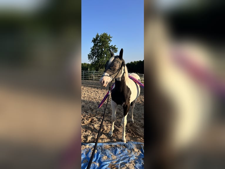 American Paint Horse Castrone 2 Anni 148 cm Tovero-tutti i colori in Hennef