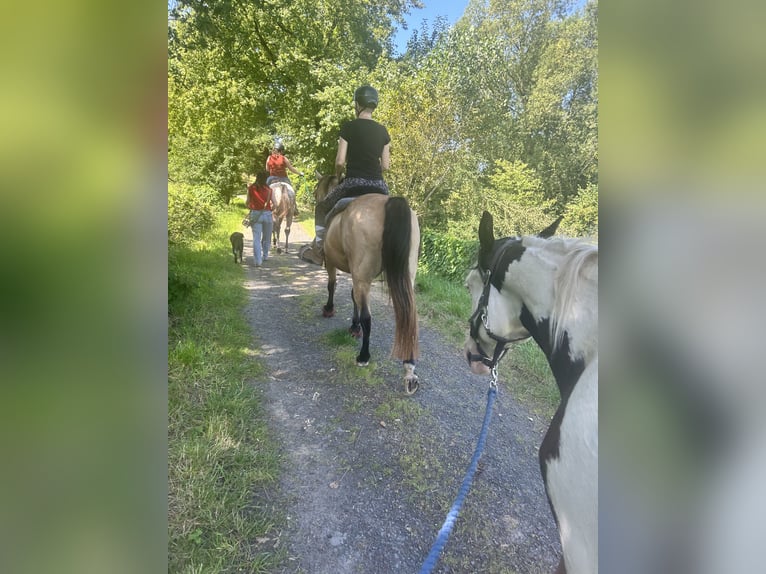 American Paint Horse Castrone 2 Anni 148 cm Tovero-tutti i colori in Hennef