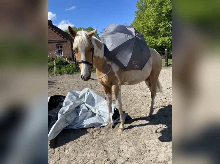American Paint Horse Castrone 2 Anni 150 cm Palomino in Südbrookmerland VictorburSüdbrookmerland