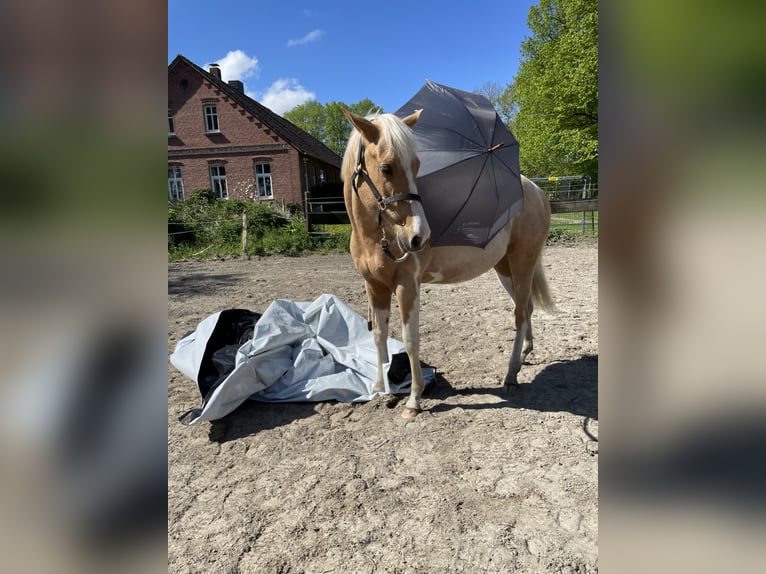American Paint Horse Castrone 2 Anni 150 cm Palomino in Südbrookmerland VictorburSüdbrookmerland