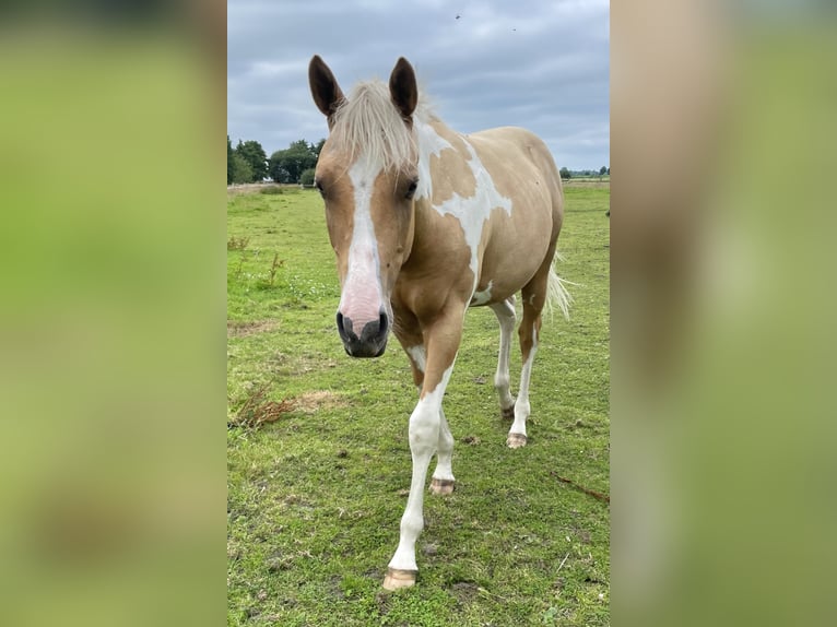 American Paint Horse Castrone 2 Anni 150 cm Palomino in Südbrookmerland VictorburSüdbrookmerland