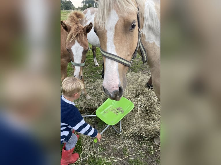 American Paint Horse Castrone 2 Anni 150 cm Palomino in Südbrookmerland VictorburSüdbrookmerland
