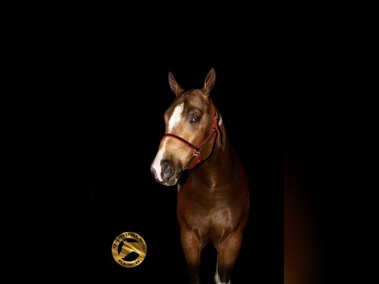 American Paint Horse Castrone 2 Anni 152 cm Pelle di daino in Apple Valley