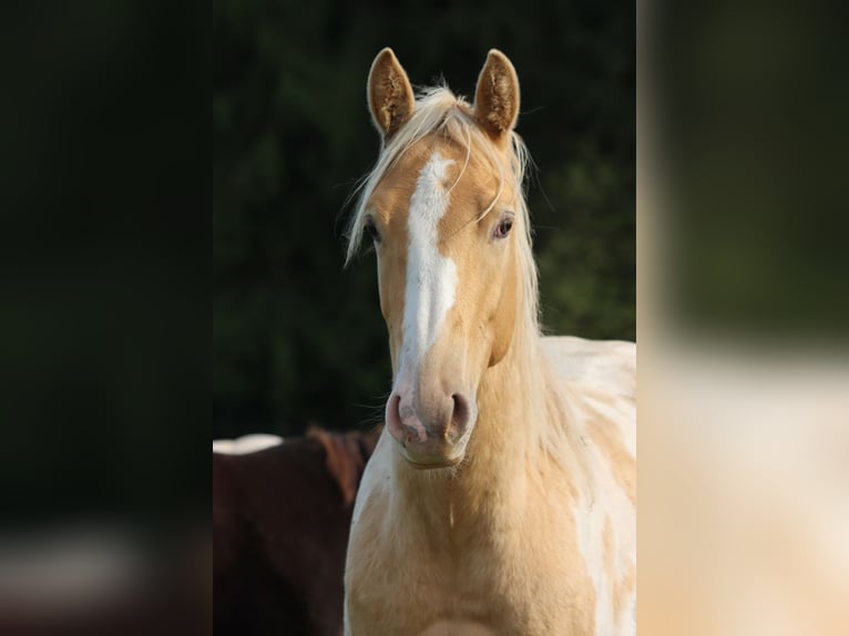 American Paint Horse Castrone 2 Anni 153 cm Champagne in Hellenthal