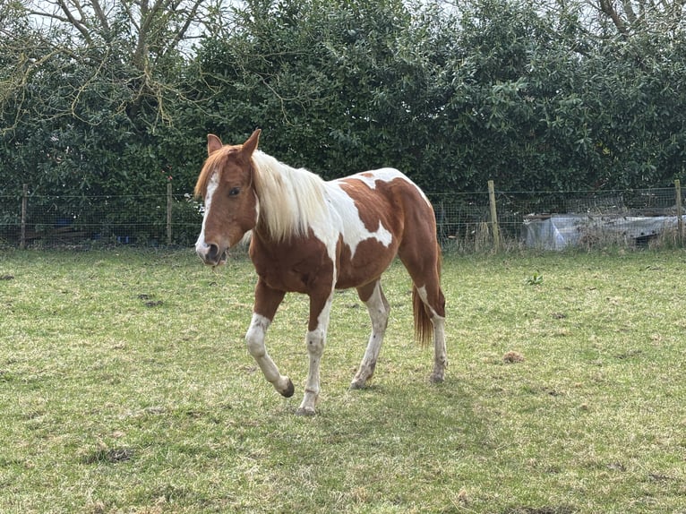 American Paint Horse Castrone 2 Anni 153 cm Tobiano-tutti i colori in Bemelen