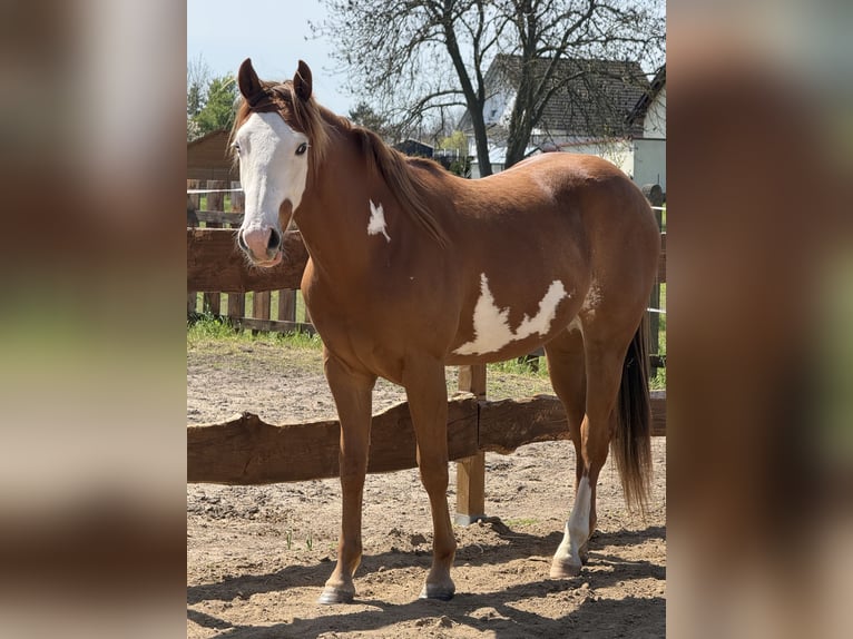 American Paint Horse Castrone 2 Anni 155 cm  in Ermsleben