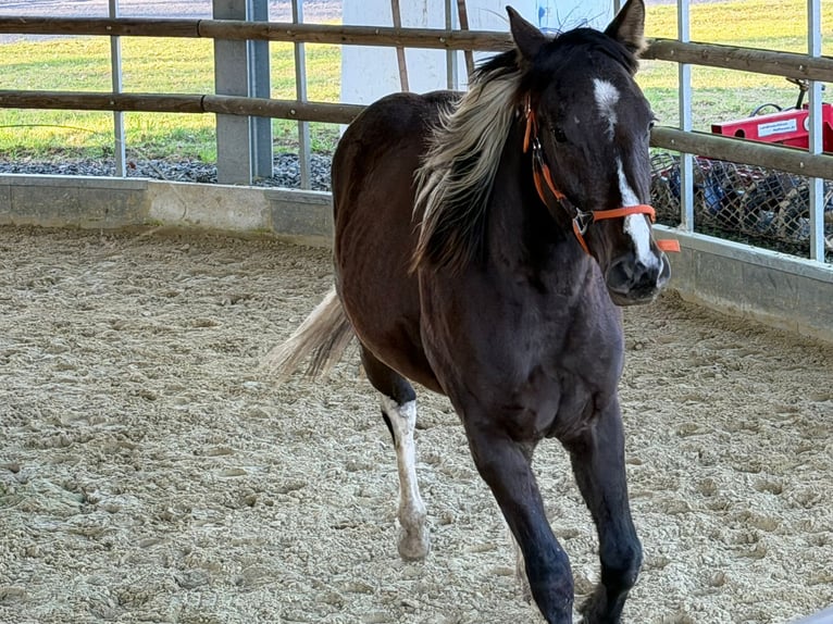 American Paint Horse Castrone 2 Anni 155 cm Pelle di daino in Gemünden