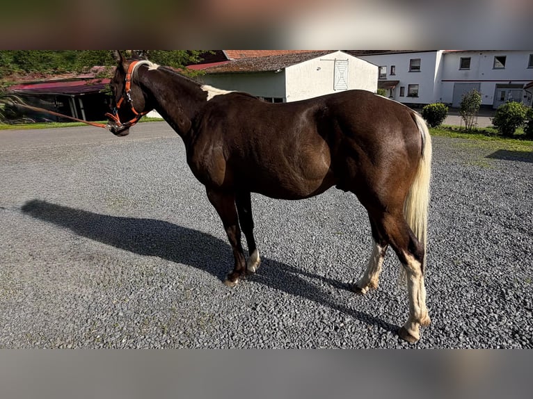 American Paint Horse Castrone 2 Anni 155 cm Pelle di daino in Gemünden
