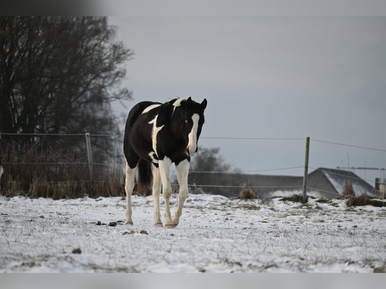 American Paint Horse Castrone 2 Anni 162 cm Tovero-tutti i colori in Weichselbaum