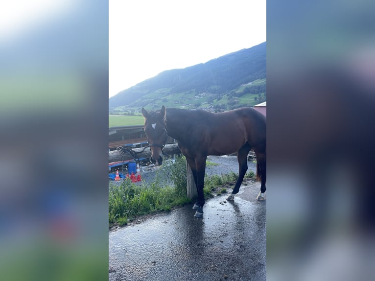American Paint Horse Castrone 2 Anni Baio in Zell am See