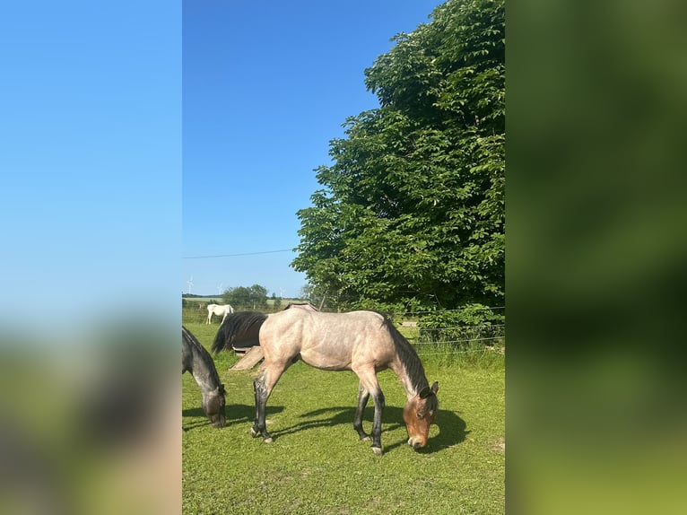 American Paint Horse Castrone 2 Anni Baio roano in Pfaffenhofen OT Stockach