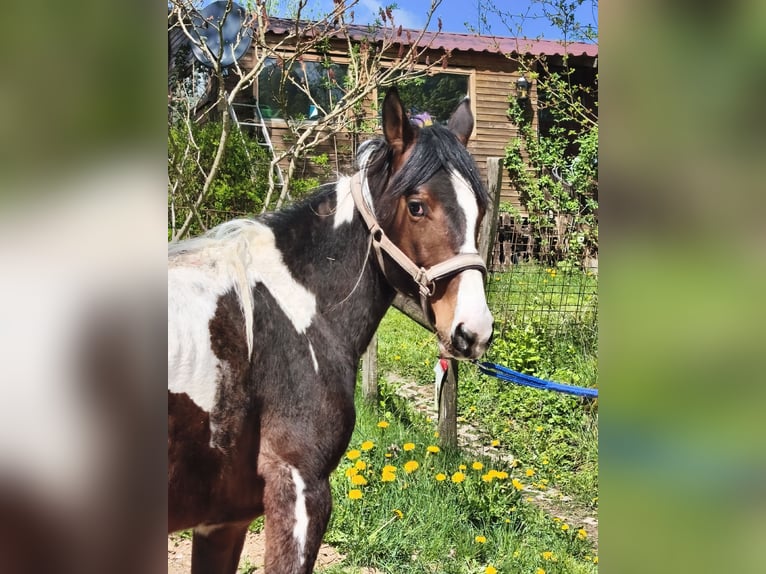 American Paint Horse Castrone 2 Anni Overo-tutti i colori in betteldorf