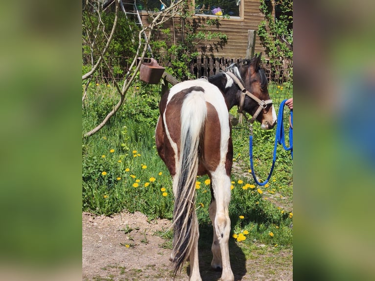 American Paint Horse Castrone 2 Anni Overo-tutti i colori in betteldorf