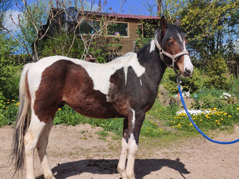 American Paint Horse Castrone 2 Anni Overo-tutti i colori in betteldorf