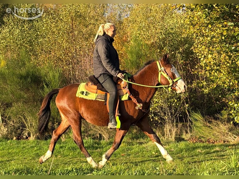 American Paint Horse Castrone 3 Anni 144 cm Pezzato in Linkenbach