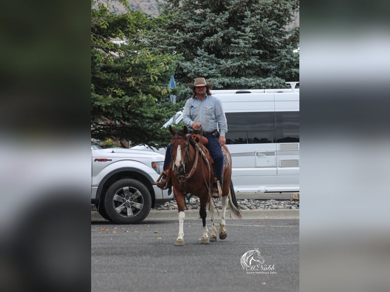 American Paint Horse Castrone 3 Anni 145 cm Baio ciliegia in Cody