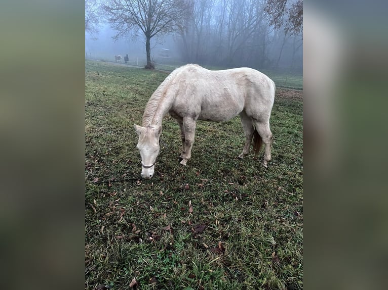 American Paint Horse Castrone 3 Anni 147 cm in Naumburg