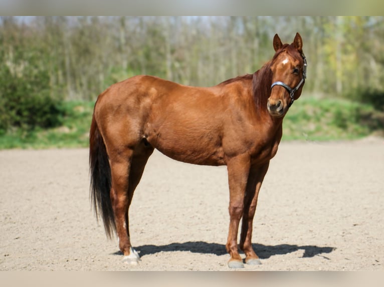 American Paint Horse Castrone 3 Anni 147 cm Sauro in Frankfurt am Main