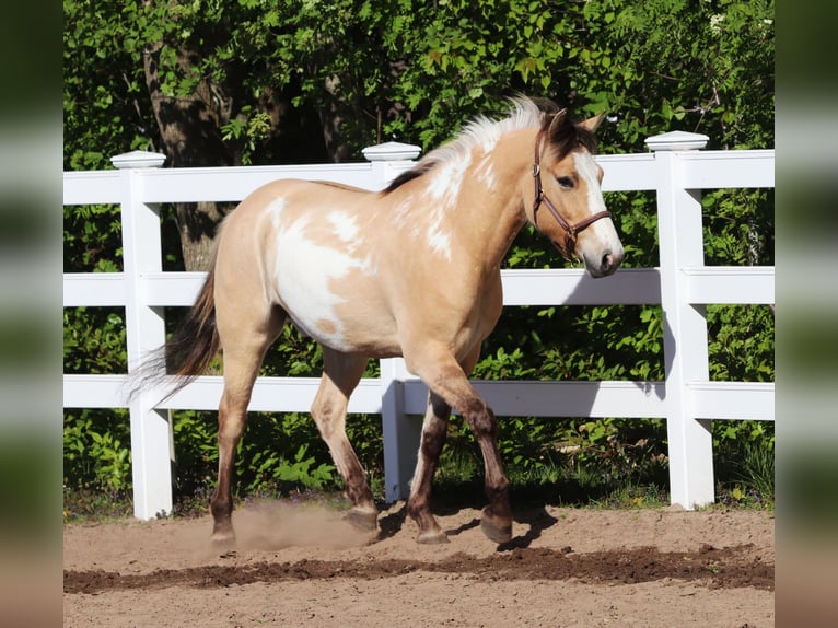 American Paint Horse Mix Castrone 3 Anni 148 cm Tobiano-tutti i colori in Oberhausen