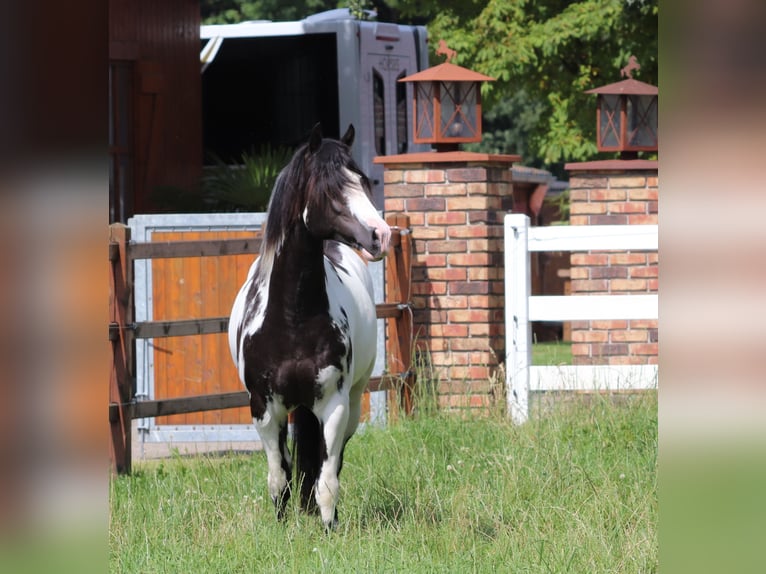 American Paint Horse Mix Castrone 3 Anni 148 cm Tobiano-tutti i colori in Oberhausen