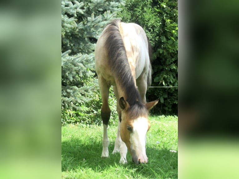 American Paint Horse Mix Castrone 3 Anni 150 cm Pelle di daino in Oberhausen