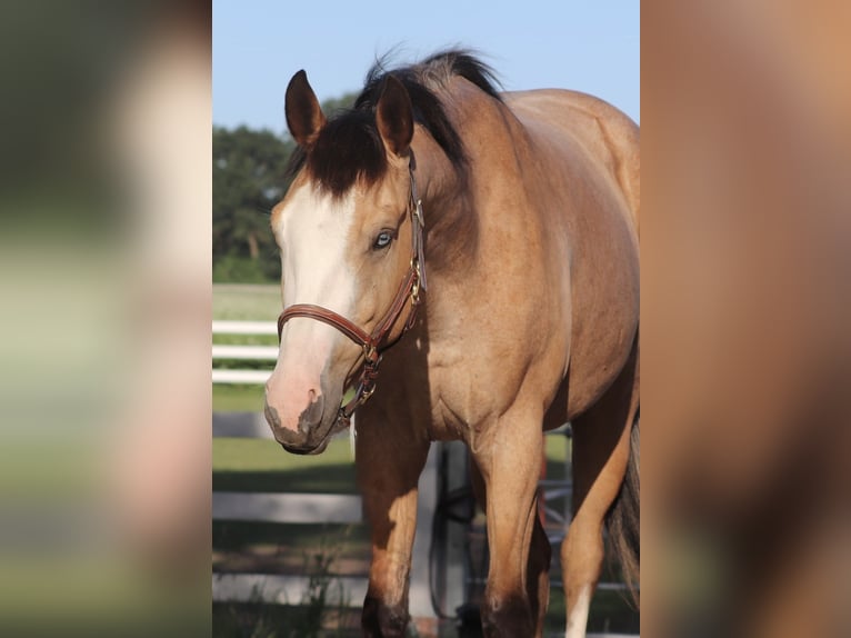 American Paint Horse Mix Castrone 3 Anni 150 cm Pelle di daino in Oberhausen