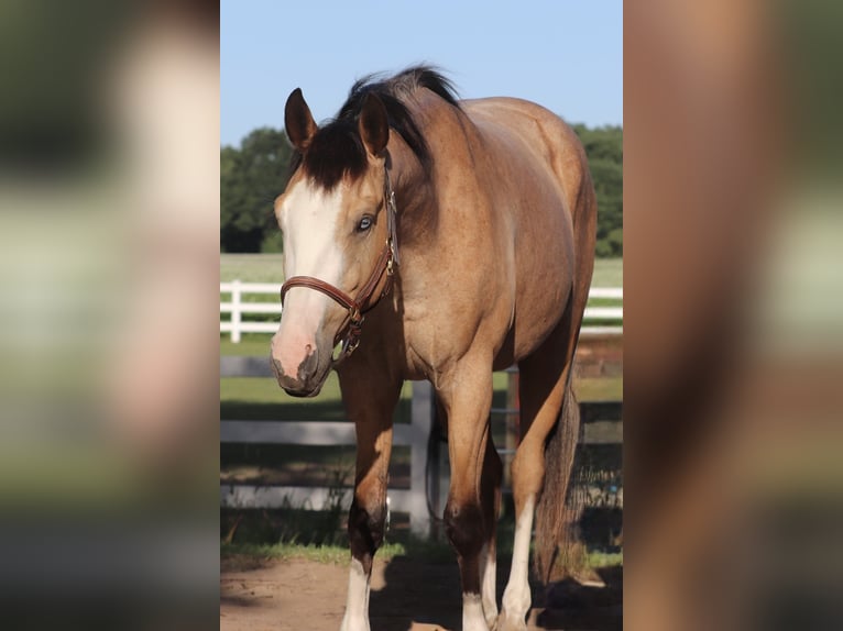 American Paint Horse Mix Castrone 3 Anni 150 cm Pelle di daino in Oberhausen