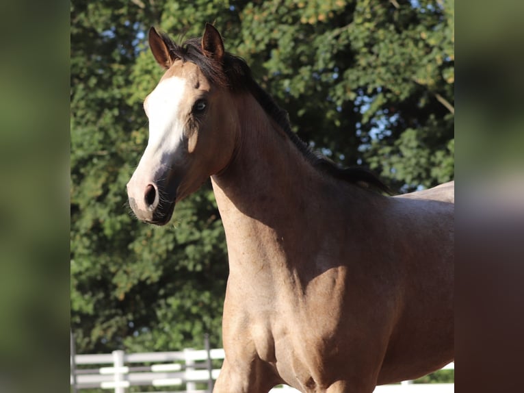 American Paint Horse Mix Castrone 3 Anni 150 cm Pelle di daino in Oberhausen