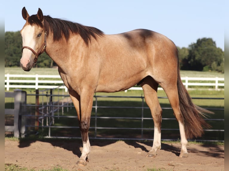 American Paint Horse Mix Castrone 3 Anni 150 cm Pelle di daino in Oberhausen