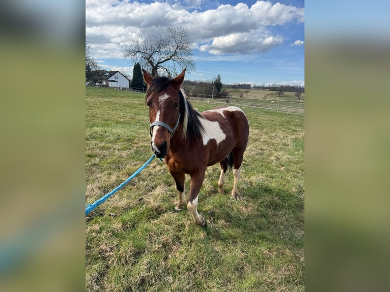 American Paint Horse Castrone 3 Anni 150 cm Pezzato in Straubenhardt