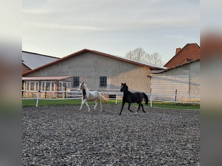 American Paint Horse Mix Castrone 3 Anni 150 cm Pezzato in Marienmünster