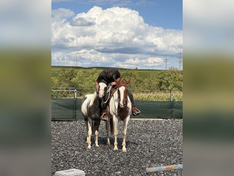 American Paint Horse Castrone 3 Anni 150 cm Tovero-tutti i colori in Neckarwestheim