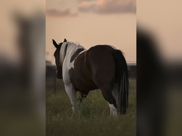 American Paint Horse Castrone 3 Anni 152 cm Baio ciliegia in Stephenville
