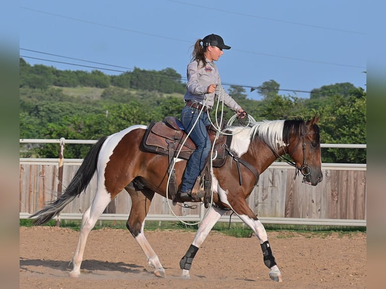 American Paint Horse Castrone 3 Anni 152 cm Baio ciliegia in Stephenville
