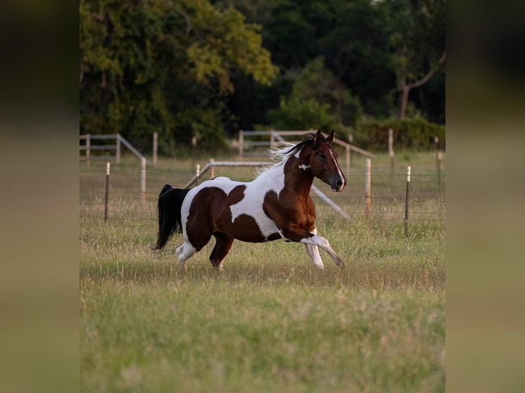 American Paint Horse Castrone 3 Anni 152 cm Baio ciliegia in Stephenville