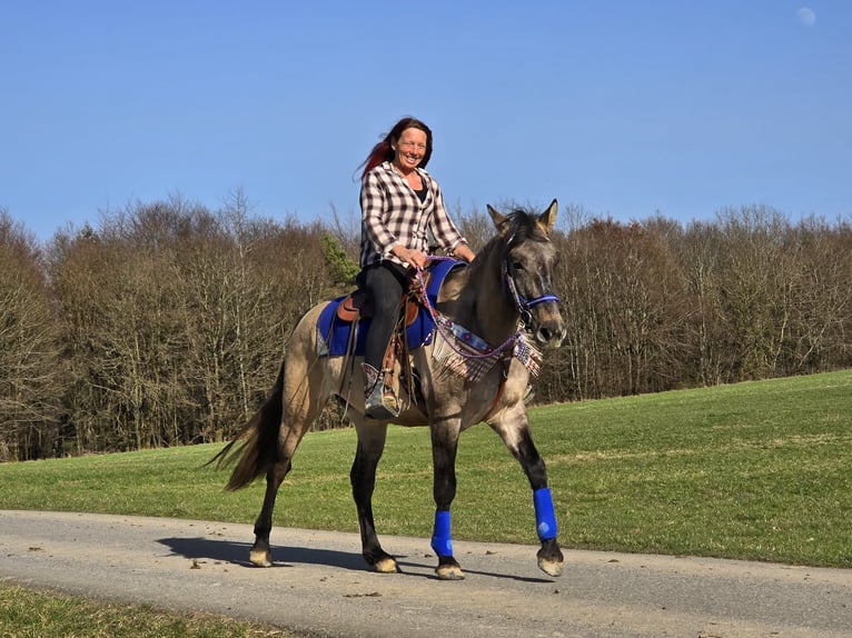 American Paint Horse Mix Castrone 3 Anni 152 cm Grullo in Linkenbach