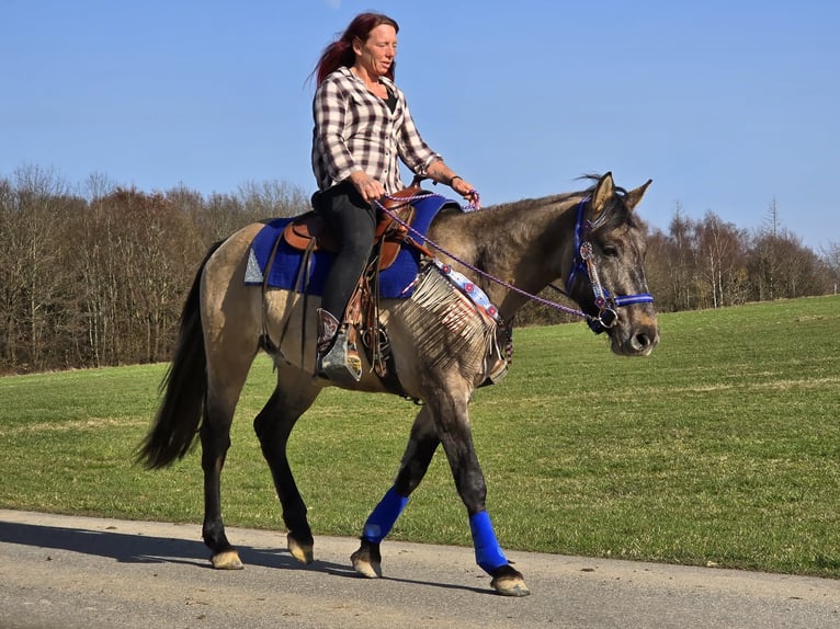 American Paint Horse Mix Castrone 3 Anni 152 cm Grullo in Linkenbach