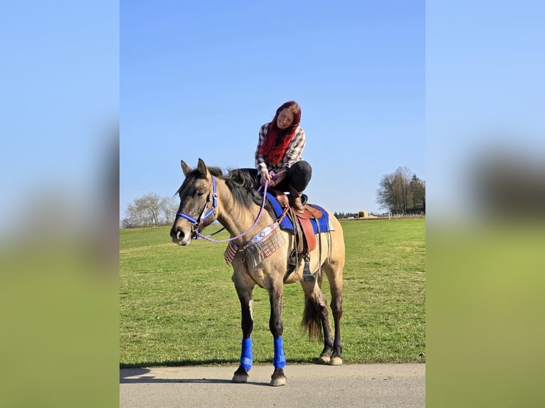 American Paint Horse Mix Castrone 3 Anni 152 cm Grullo in Linkenbach