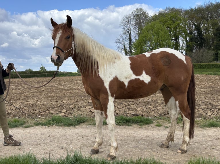 American Paint Horse Castrone 3 Anni 152 cm Tobiano-tutti i colori in Bemelen