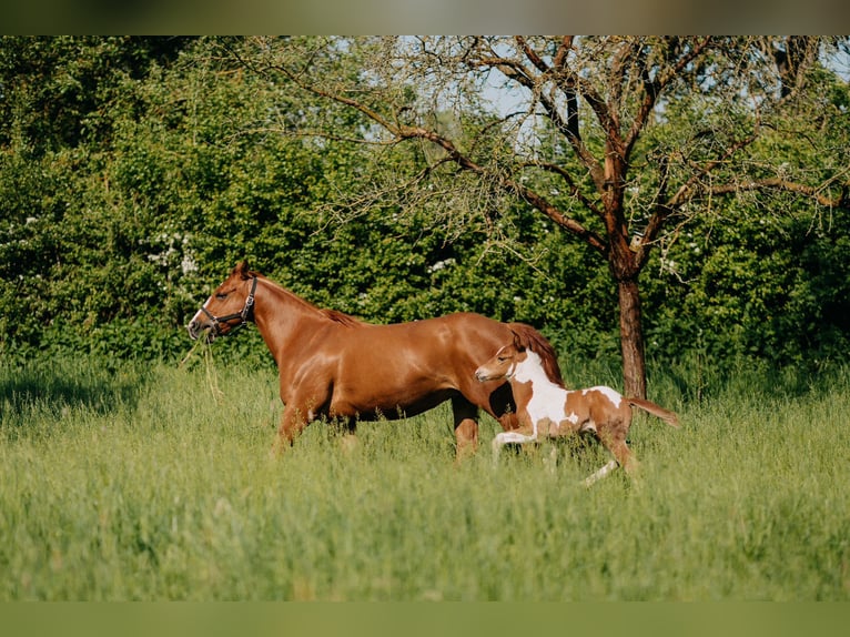 American Paint Horse Castrone 3 Anni 152 cm Tobiano-tutti i colori in Bemelen