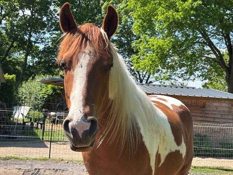 American Paint Horse Castrone 3 Anni 152 cm Tobiano-tutti i colori in Bemelen
