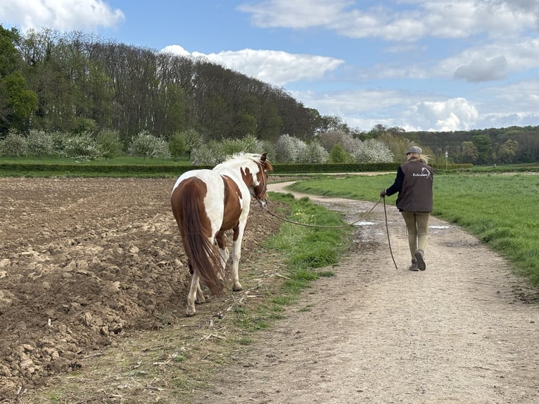 American Paint Horse Castrone 3 Anni 152 cm Tobiano-tutti i colori in Bemelen