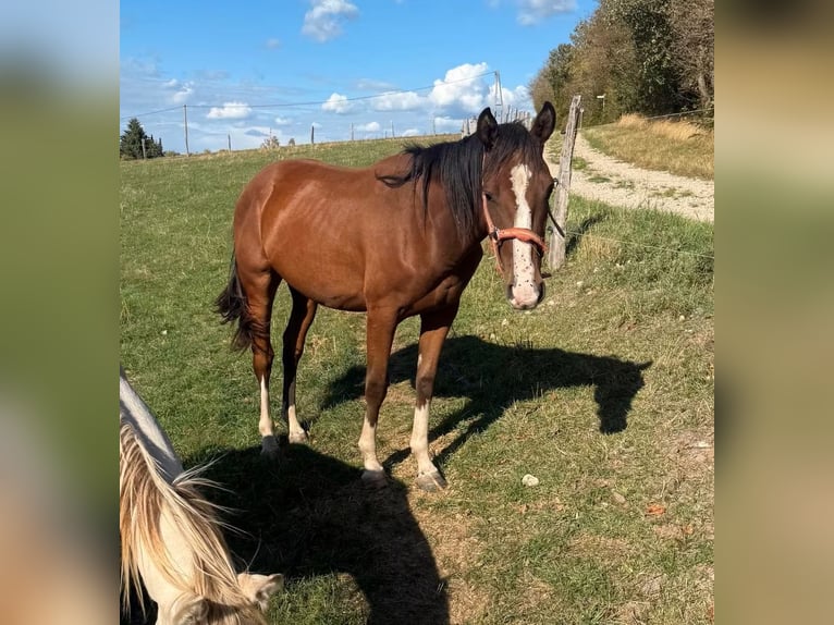 American Paint Horse Mix Castrone 3 Anni 153 cm  in Daleiden